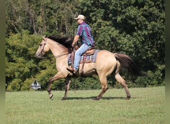 Caballo cuarto de milla, Caballo castrado, 5 años, 152 cm, Buckskin/Bayo