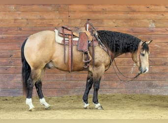 Caballo cuarto de milla, Caballo castrado, 5 años, 152 cm, Buckskin/Bayo