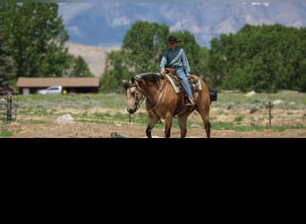 Caballo cuarto de milla, Caballo castrado, 5 años, 152 cm, Buckskin/Bayo