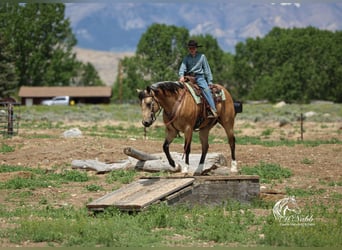 Caballo cuarto de milla, Caballo castrado, 5 años, 152 cm, Buckskin/Bayo