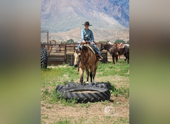 Caballo cuarto de milla, Caballo castrado, 5 años, 152 cm, Buckskin/Bayo