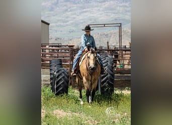 Caballo cuarto de milla, Caballo castrado, 5 años, 152 cm, Buckskin/Bayo