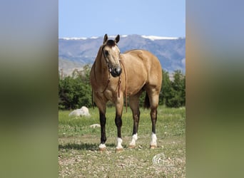 Caballo cuarto de milla, Caballo castrado, 5 años, 152 cm, Buckskin/Bayo