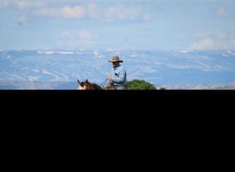 Caballo cuarto de milla, Caballo castrado, 5 años, 152 cm, Buckskin/Bayo