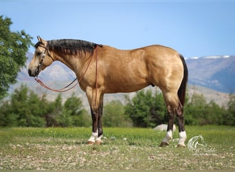 Caballo cuarto de milla, Caballo castrado, 5 años, 152 cm, Buckskin/Bayo