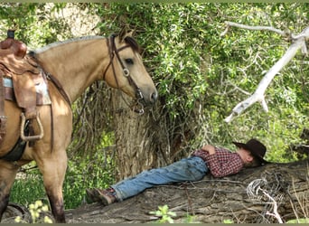 Caballo cuarto de milla, Caballo castrado, 5 años, 152 cm, Buckskin/Bayo