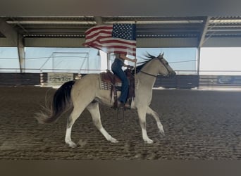 Caballo cuarto de milla, Caballo castrado, 5 años, 152 cm, Buckskin/Bayo