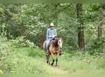Caballo cuarto de milla, Caballo castrado, 5 años, 152 cm, Buckskin/Bayo