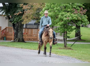 Caballo cuarto de milla, Caballo castrado, 5 años, 152 cm, Buckskin/Bayo