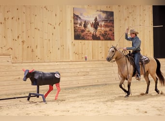 Caballo cuarto de milla, Caballo castrado, 5 años, 152 cm, Buckskin/Bayo