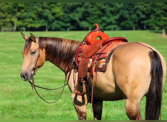 Caballo cuarto de milla, Caballo castrado, 5 años, 152 cm, Buckskin/Bayo