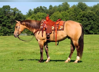 Caballo cuarto de milla, Caballo castrado, 5 años, 152 cm, Buckskin/Bayo