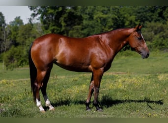 Caballo cuarto de milla, Caballo castrado, 5 años, 152 cm, Castaño rojizo