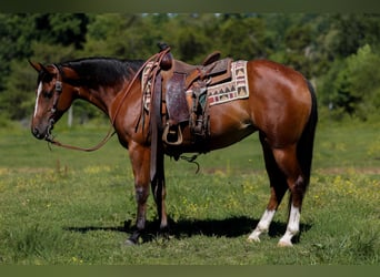 Caballo cuarto de milla, Caballo castrado, 5 años, 152 cm, Castaño rojizo