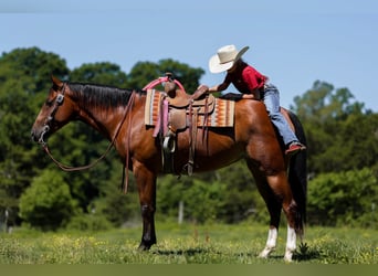 Caballo cuarto de milla, Caballo castrado, 5 años, 152 cm, Castaño rojizo