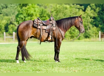 Caballo cuarto de milla, Caballo castrado, 5 años, 152 cm, Castaño rojizo