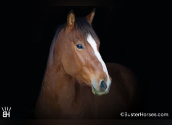 Caballo cuarto de milla, Caballo castrado, 5 años, 152 cm, Castaño rojizo