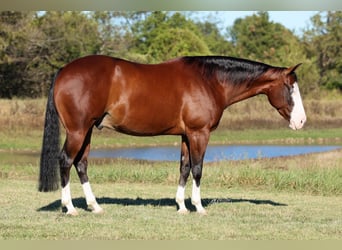 Caballo cuarto de milla, Caballo castrado, 5 años, 152 cm, Castaño rojizo