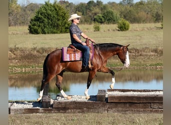 Caballo cuarto de milla, Caballo castrado, 5 años, 152 cm, Castaño rojizo