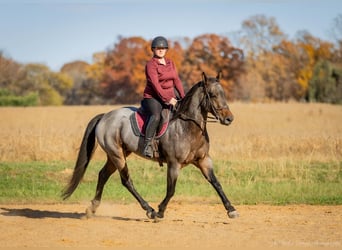 Caballo cuarto de milla, Caballo castrado, 5 años, 152 cm, Castaño-ruano