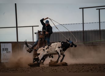 Caballo cuarto de milla, Caballo castrado, 5 años, 152 cm, Castaño-ruano