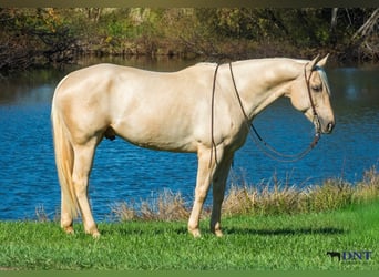 Caballo cuarto de milla, Caballo castrado, 5 años, 152 cm, Palomino