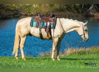Caballo cuarto de milla, Caballo castrado, 5 años, 152 cm, Palomino
