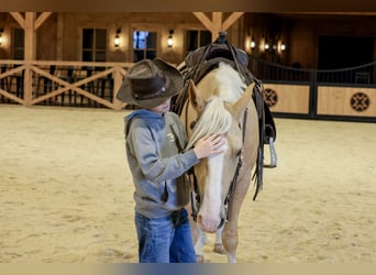 Caballo cuarto de milla, Caballo castrado, 5 años, 152 cm, Palomino