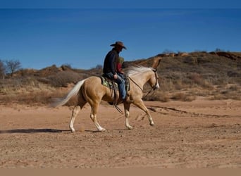 Caballo cuarto de milla, Caballo castrado, 5 años, 152 cm, Palomino