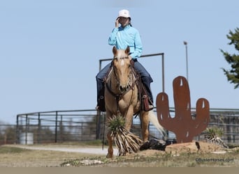 Caballo cuarto de milla, Caballo castrado, 5 años, 152 cm, Palomino