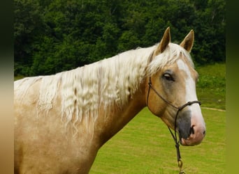 Caballo cuarto de milla, Caballo castrado, 5 años, 152 cm, Palomino