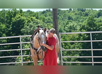 Caballo cuarto de milla, Caballo castrado, 5 años, 152 cm, Palomino