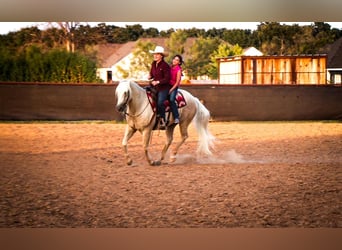 Caballo cuarto de milla, Caballo castrado, 5 años, 152 cm, Palomino