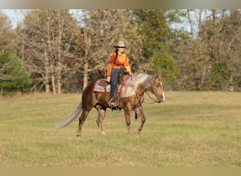 Caballo cuarto de milla, Caballo castrado, 5 años, 152 cm, Palomino