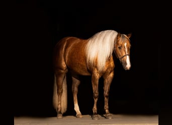 Caballo cuarto de milla, Caballo castrado, 5 años, 152 cm, Palomino