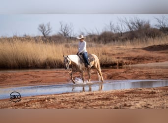 Caballo cuarto de milla, Caballo castrado, 5 años, 152 cm, Palomino