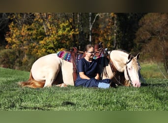 Caballo cuarto de milla, Caballo castrado, 5 años, 152 cm, Perlino