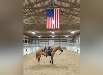 Caballo cuarto de milla, Caballo castrado, 5 años, 152 cm, Red Dun/Cervuno