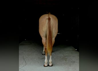 Caballo cuarto de milla, Caballo castrado, 5 años, 152 cm, Red Dun/Cervuno