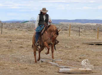 Caballo cuarto de milla, Caballo castrado, 5 años, 152 cm, Red Dun/Cervuno