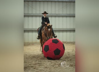 Caballo cuarto de milla, Caballo castrado, 5 años, 152 cm, Red Dun/Cervuno