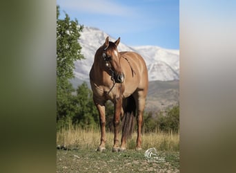 Caballo cuarto de milla, Caballo castrado, 5 años, 152 cm, Red Dun/Cervuno