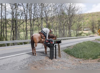 Caballo cuarto de milla, Caballo castrado, 5 años, 152 cm, Ruano alazán