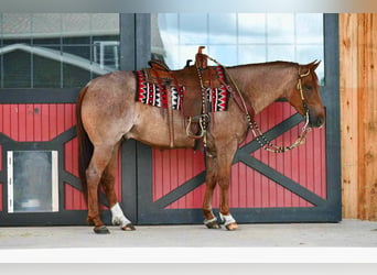 Caballo cuarto de milla, Caballo castrado, 5 años, 152 cm, Ruano alazán