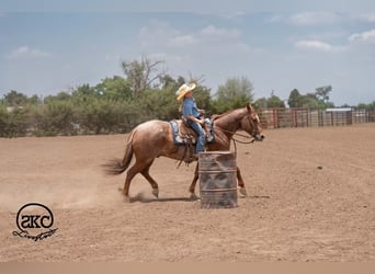 Caballo cuarto de milla, Caballo castrado, 5 años, 152 cm, Ruano alazán