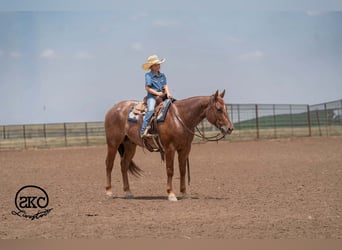 Caballo cuarto de milla, Caballo castrado, 5 años, 152 cm, Ruano alazán