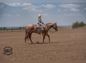 Caballo cuarto de milla, Caballo castrado, 5 años, 152 cm, Ruano alazán