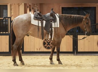 Caballo cuarto de milla, Caballo castrado, 5 años, 152 cm, Ruano alazán