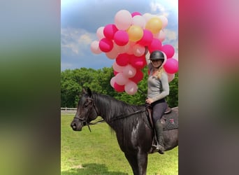 Caballo cuarto de milla, Caballo castrado, 5 años, 152 cm, Ruano azulado
