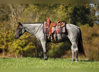 Caballo cuarto de milla Mestizo, Caballo castrado, 5 años, 152 cm, Ruano azulado